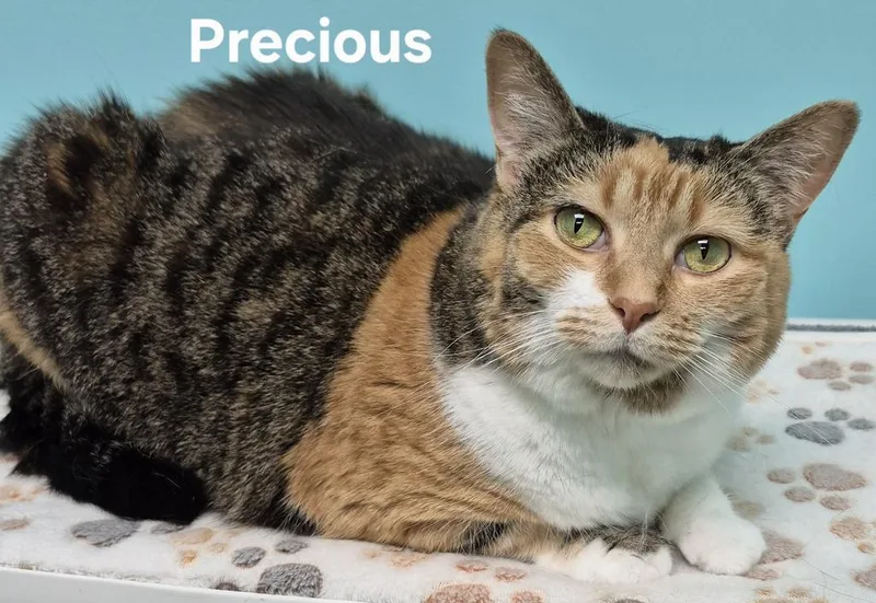 A young medium-sized female Domestic Short Hair cat named Precious for adoption in Kendallville, IN