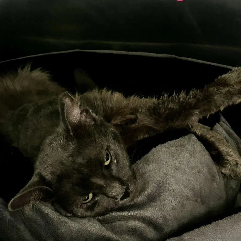 A young medium-sized male Gray / Blue / Silver Domestic Short Hair cat named Sunfyre for adoption in Spruce Pine, NC