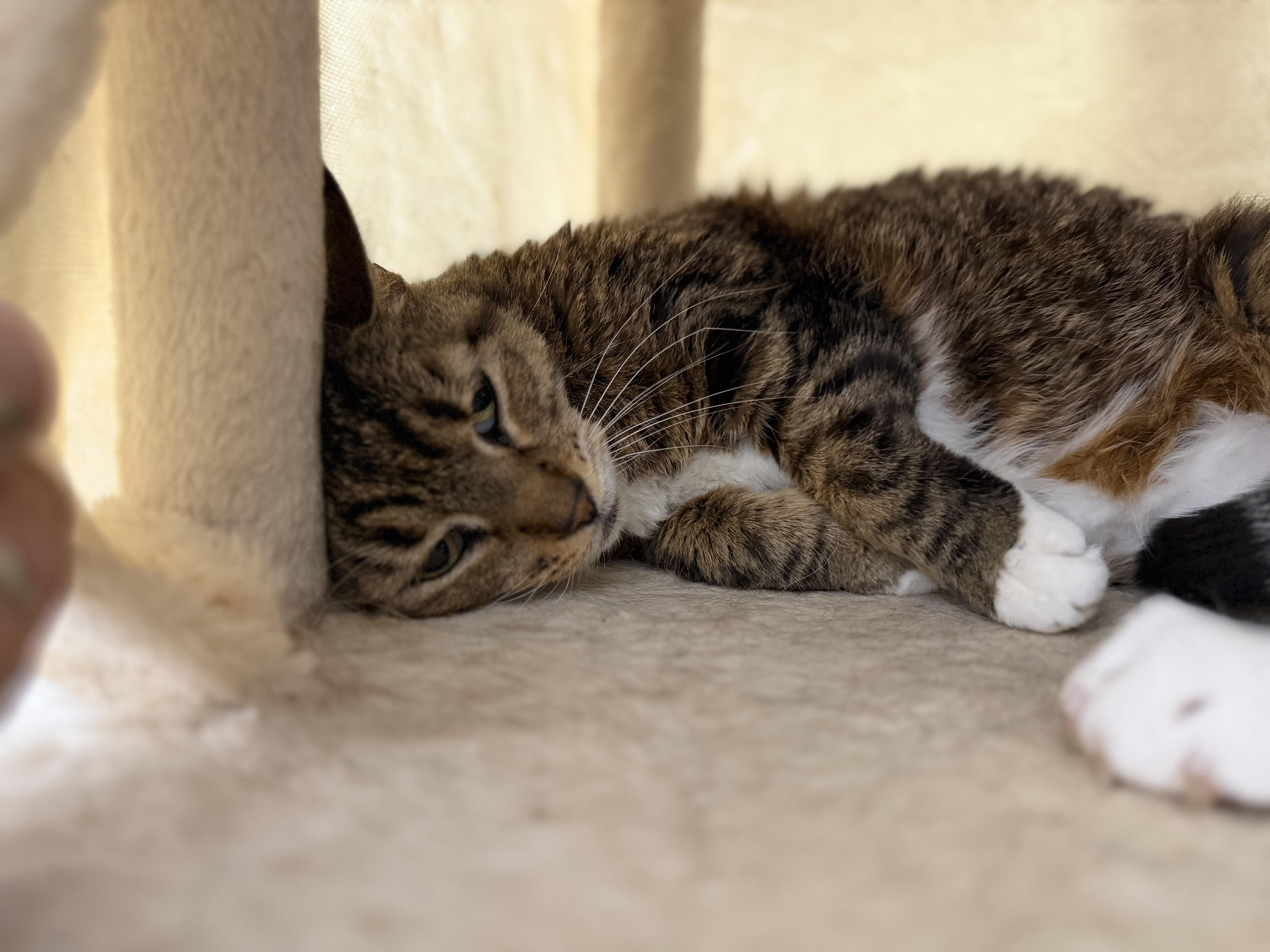 A senior medium-sized female Tabby (Brown / Chocolate) Domestic Medium Hair cat named Stella rose for adoption in Sonora, CA