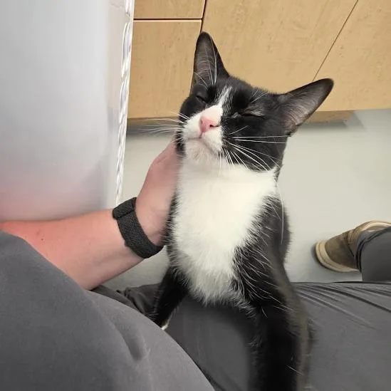 A young small-sized female Black Domestic Short Hair cat named Boots for adoption in Grantsville, UT