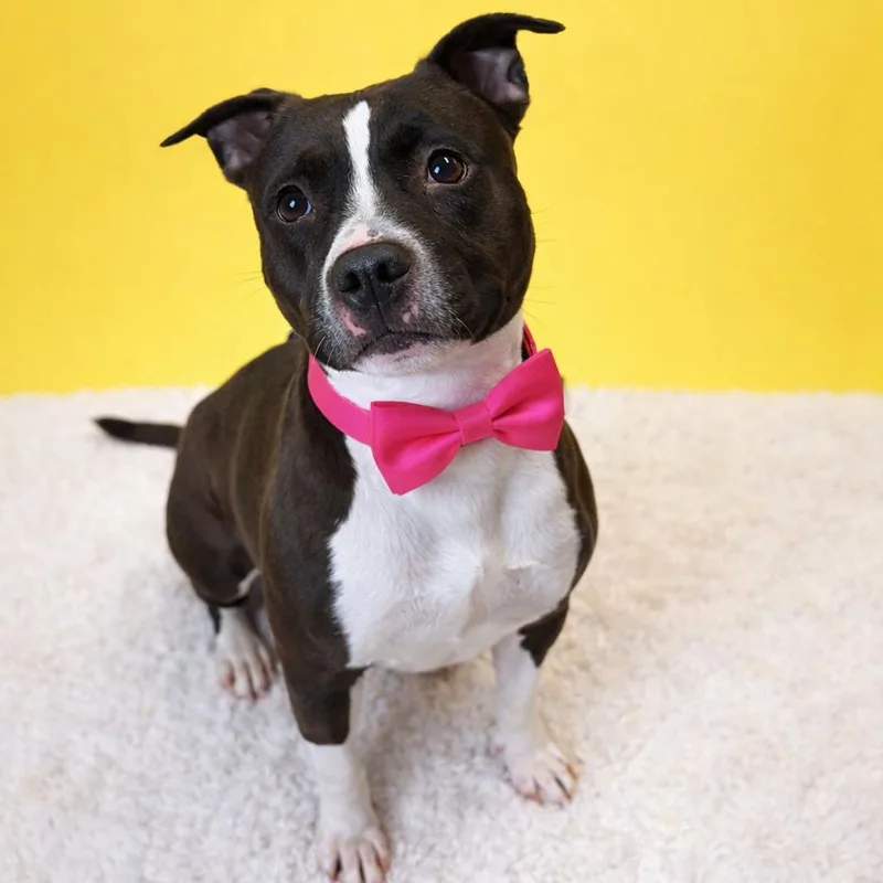 An adult medium-sized female Black Mixed Breed dog named Queenie for adoption in Binghamton, NY