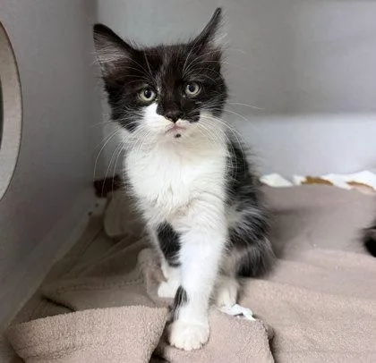 A baby small-sized male Domestic Short Hair cat named Sylvester the Cat for adoption in Sacramento, CA