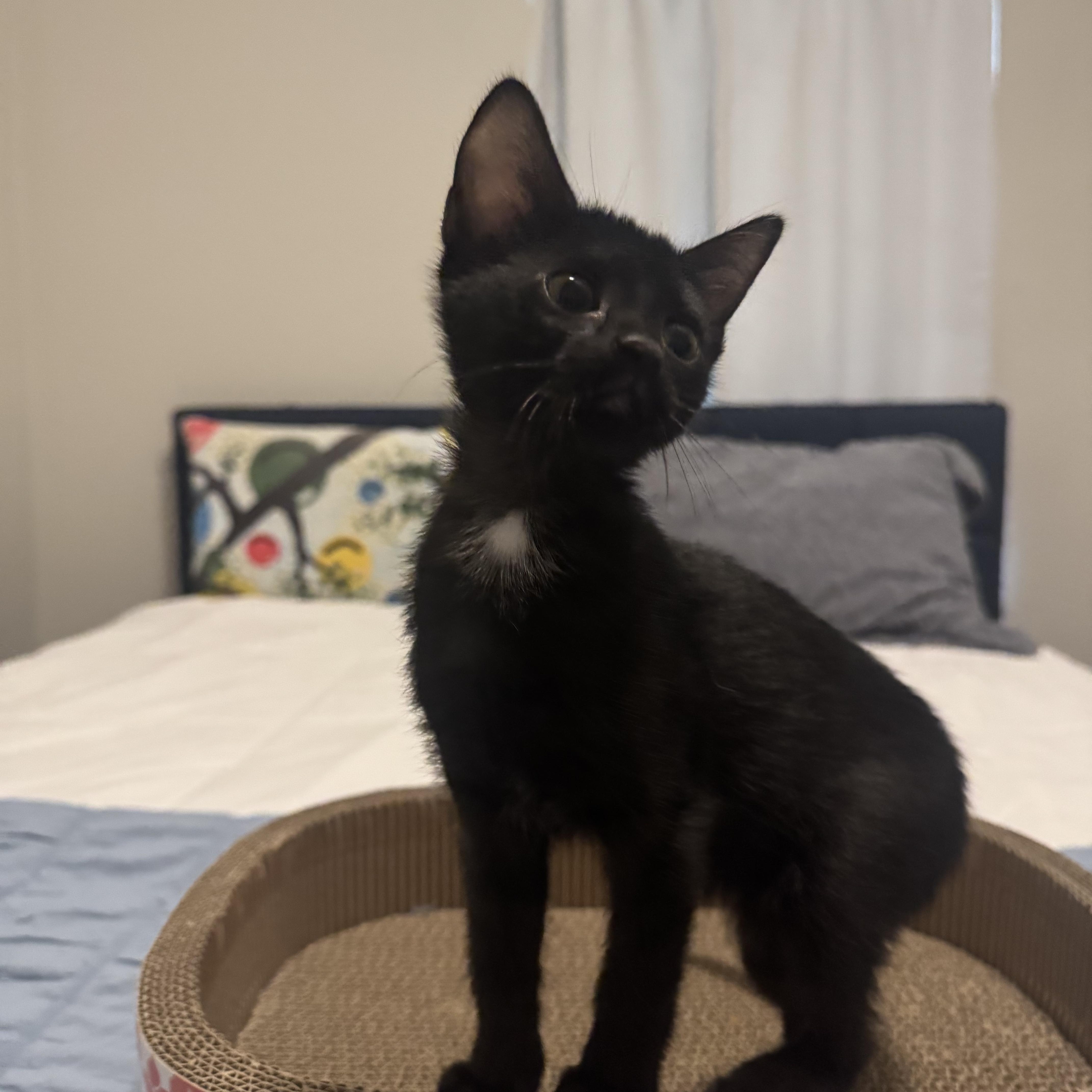 A baby medium-sized female Black Domestic Short Hair cat named Mary Shelley for adoption in Fort Worth, TX