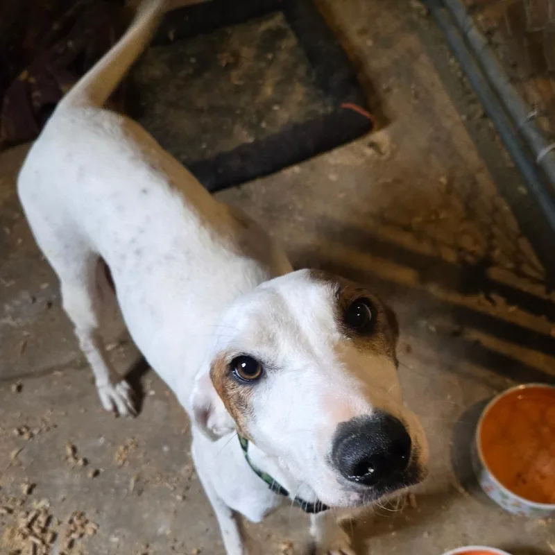 Shamrock thumbnail 2