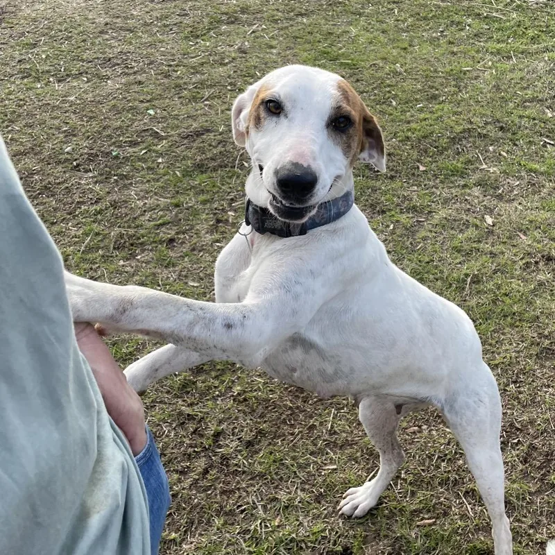 Shamrock thumbnail 3