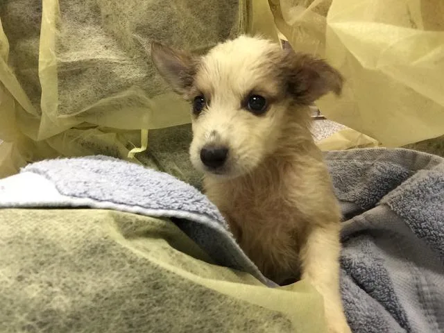 A baby small-sized male Australian Cattle Dog / Blue Heeler dog named Hank for adoption in Thousand Palms, CA