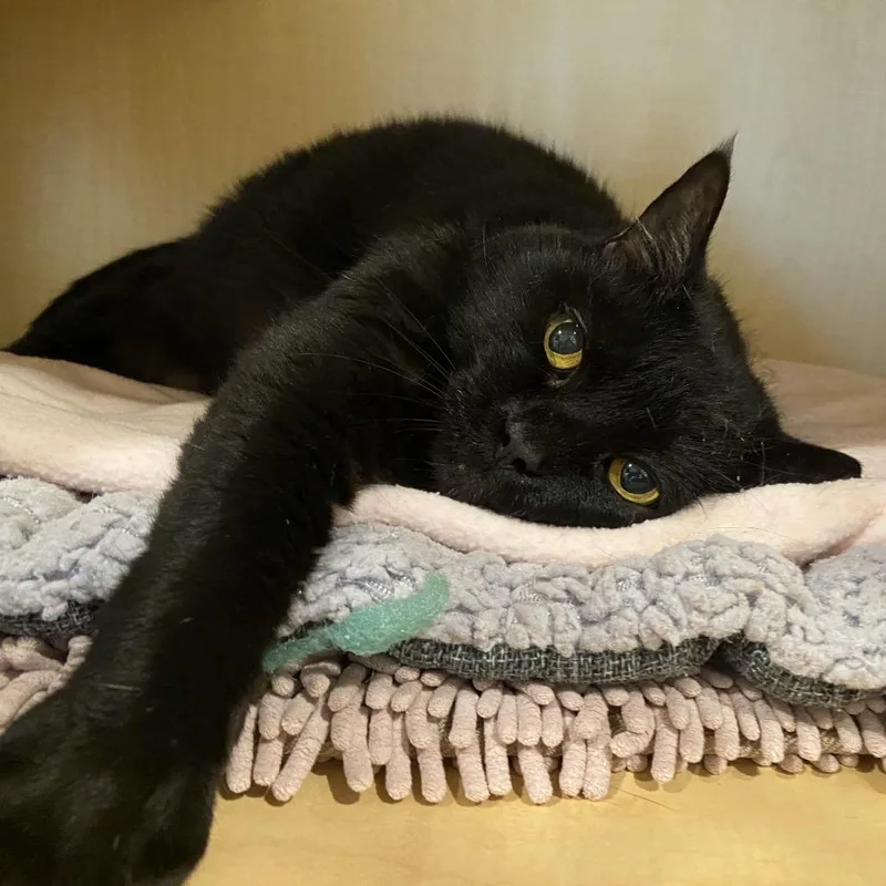 A senior large-sized female Domestic Short Hair cat named Chloe for adoption in Washington Township, OH