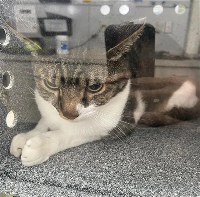 An adult small-sized male Domestic Short Hair cat named Milo for adoption in Dallas, TX