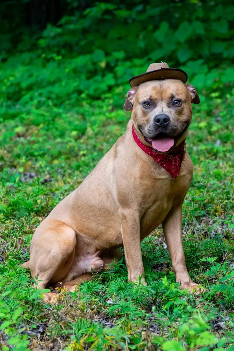 An adult medium-sized male Yellow / Tan / Blond / Fawn Staffordshire Bull Terrier dog named Cowboy for adoption in Sevierville, TN