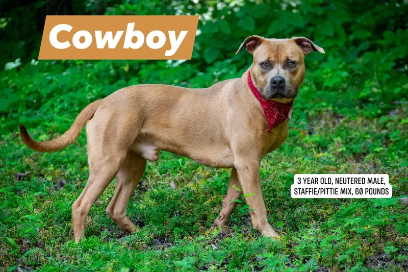 Cowboy thumbnail 2