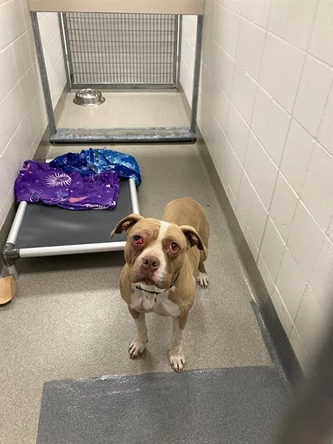 An adult large-sized female Mastiff dog named Chona for adoption in Omaha, NE