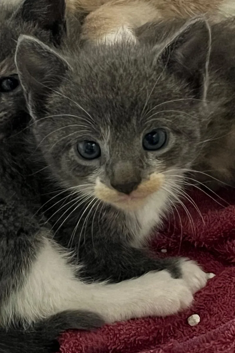 A young medium-sized male Gray & White Domestic Short Hair cat named Uriah for adoption in Williamsburg, VA