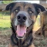 An adult large-sized male Brown / Chocolate Mixed Breed dog named Taz for adoption in Leander, TX
