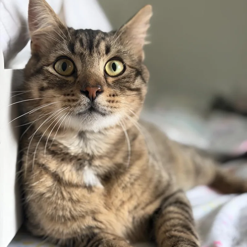 A young large-sized male Brown / Chocolate Domestic Short Hair cat named Gunner for adoption in Houston, TX