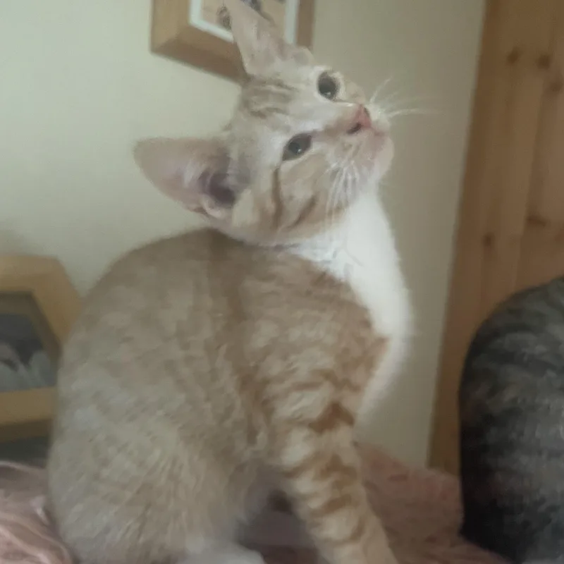 A baby medium-sized male Buff & White Domestic Short Hair cat named Jack for adoption in Ellensburg, WA