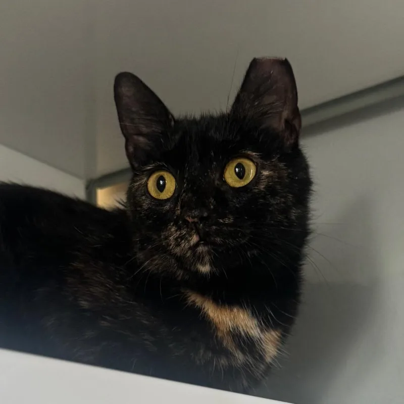An adult medium-sized female Tortoiseshell Domestic Short Hair cat named Marylin for adoption in Ridgely, MD