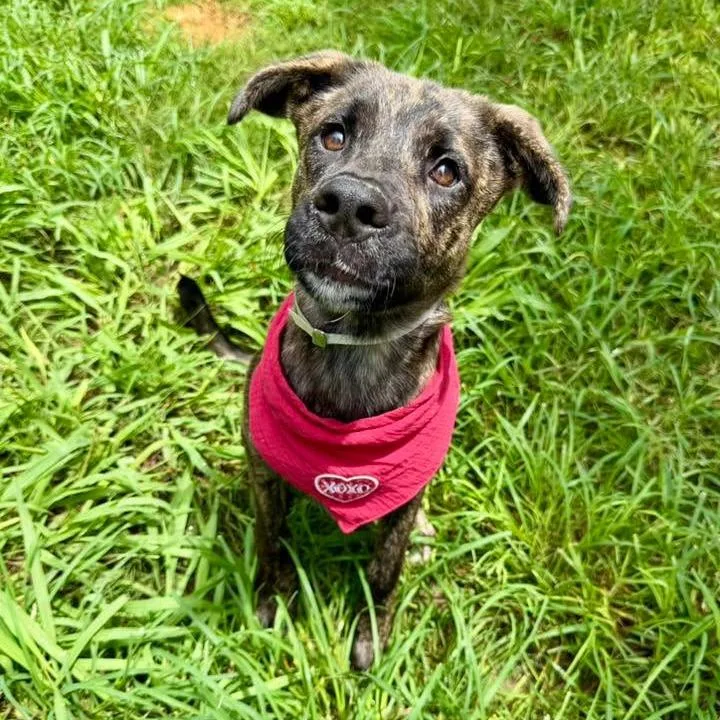 A young medium-sized female Brindle American Staffordshire Terrier dog named Louska for adoption in Pittsburgh, PA