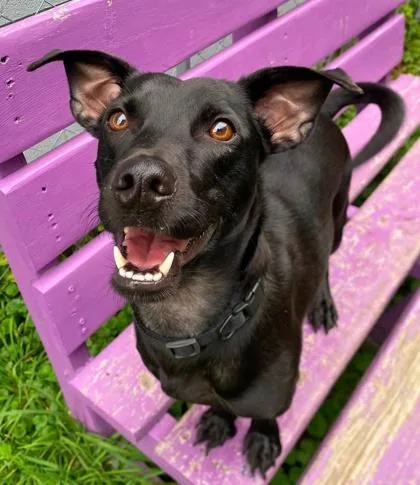 A young medium-sized male Dachshund dog named Diesel for adoption in Hobart, IN