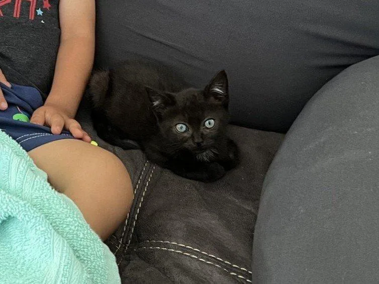 A baby small-sized male Black Domestic Short Hair cat named Loveseat for adoption in Raleigh, NC