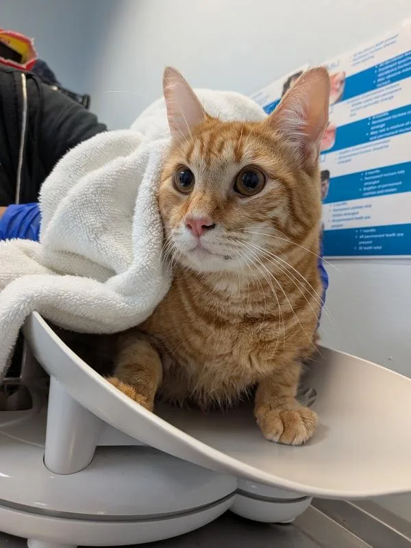 An adult medium-sized male Domestic Short Hair cat named Fanta for adoption in San Diego, CA