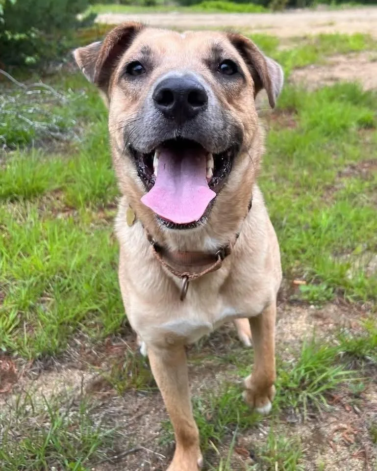 An adult medium-sized male Yellow Labrador Retriever dog named Desperado for adoption in Portland, ME