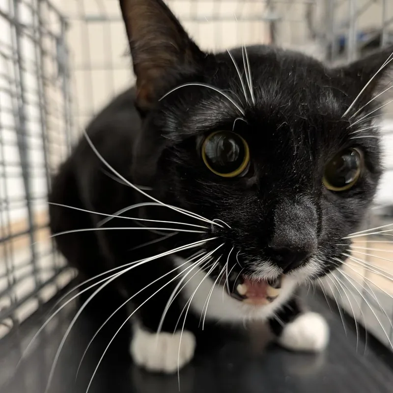 An adult large-sized female Black Domestic Short Hair cat named Belgium for adoption in League City, TX