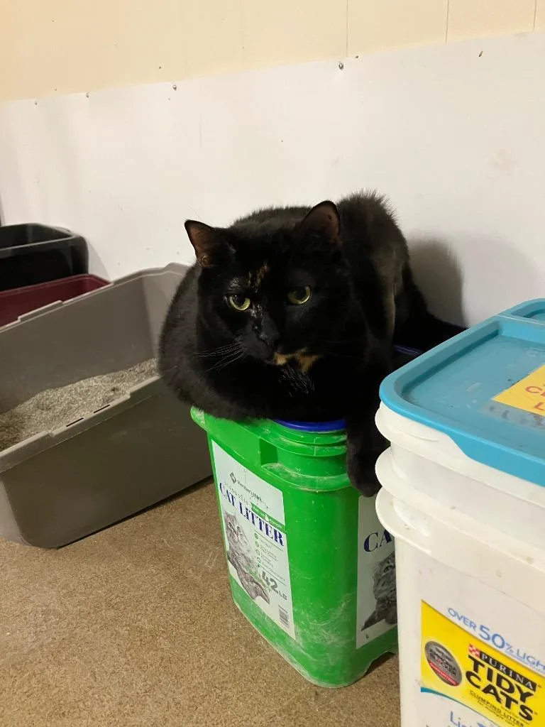 An adult large-sized female Domestic Short Hair cat named Libby for adoption in Plattsburgh, NY
