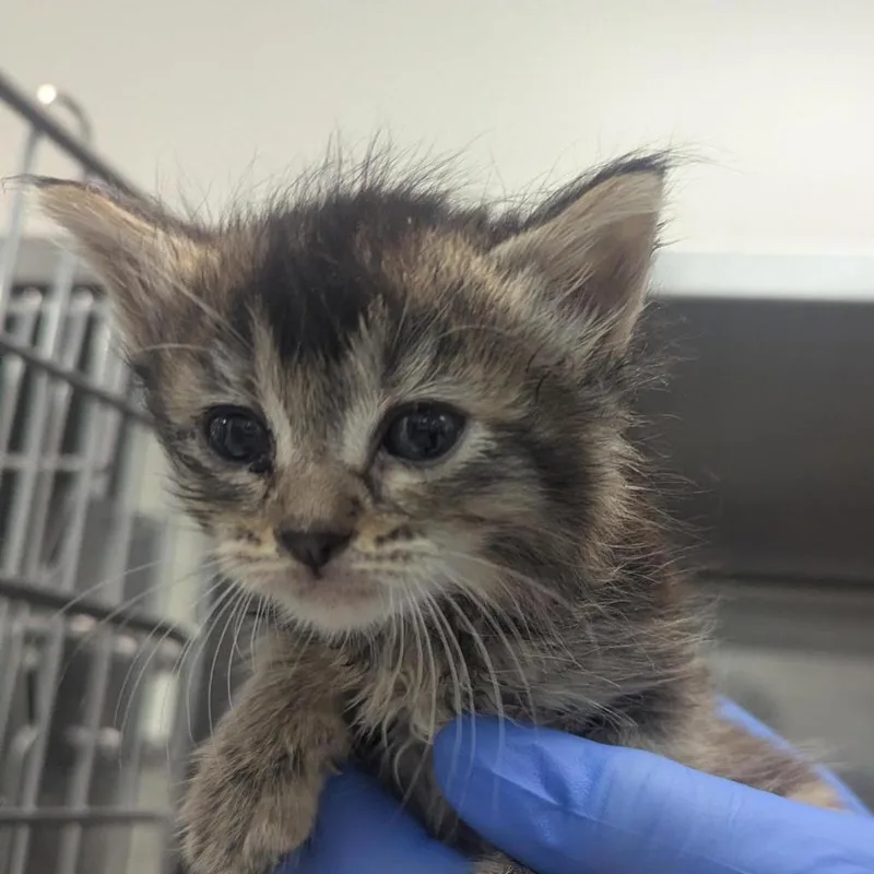A baby small-sized female Brown / Chocolate Domestic Medium Hair cat named Aurora for adoption in Pasadena, CA