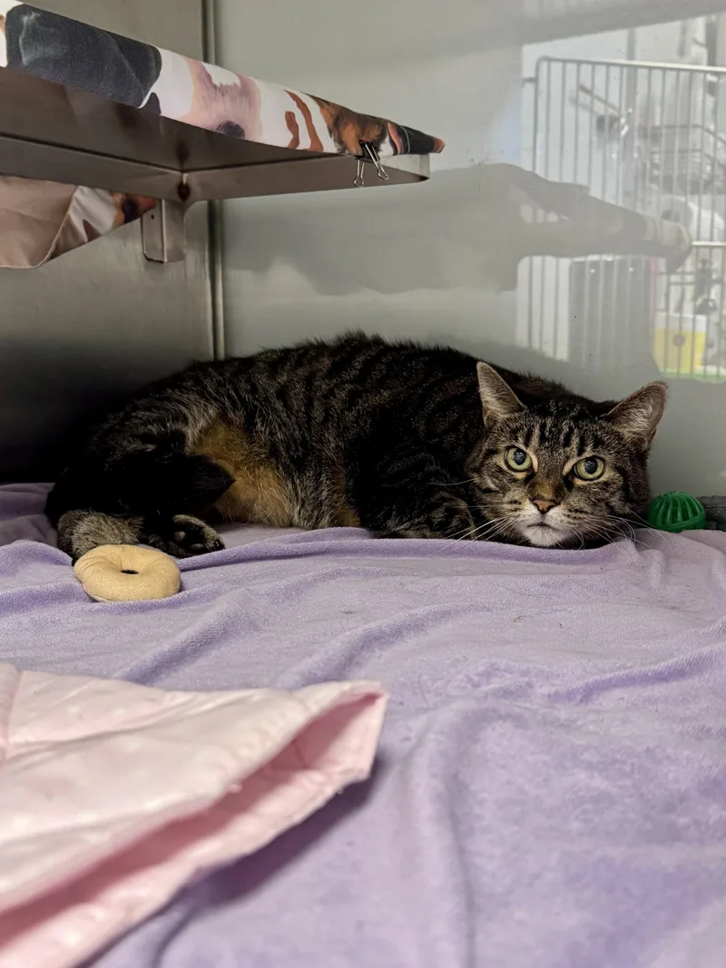 A senior large-sized female Tabby (Brown / Chocolate) Domestic Short Hair cat named Lillie for adoption in Midland, MI