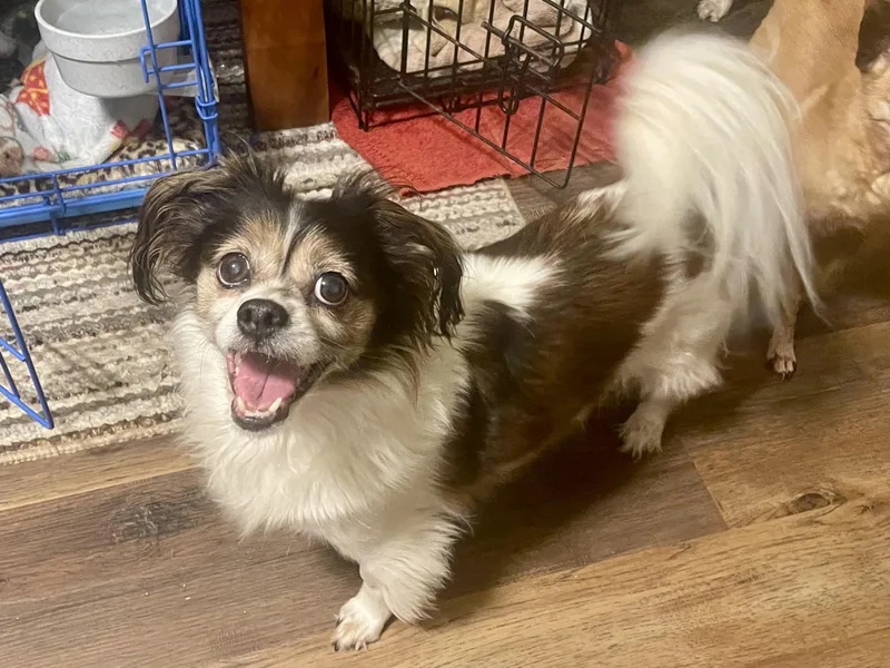 An adult small-sized female Chihuahua dog named Lucy in Texarkana TX for adoption in Texarkana, TX