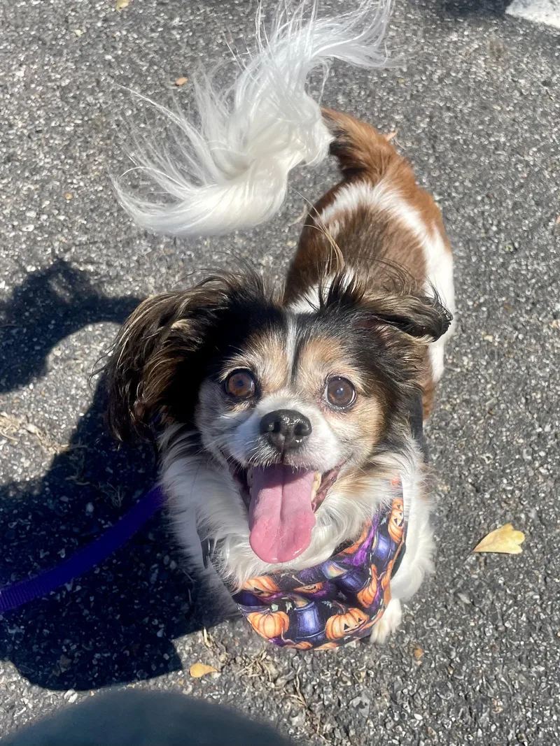Lucy in Texarkana TX thumbnail 2