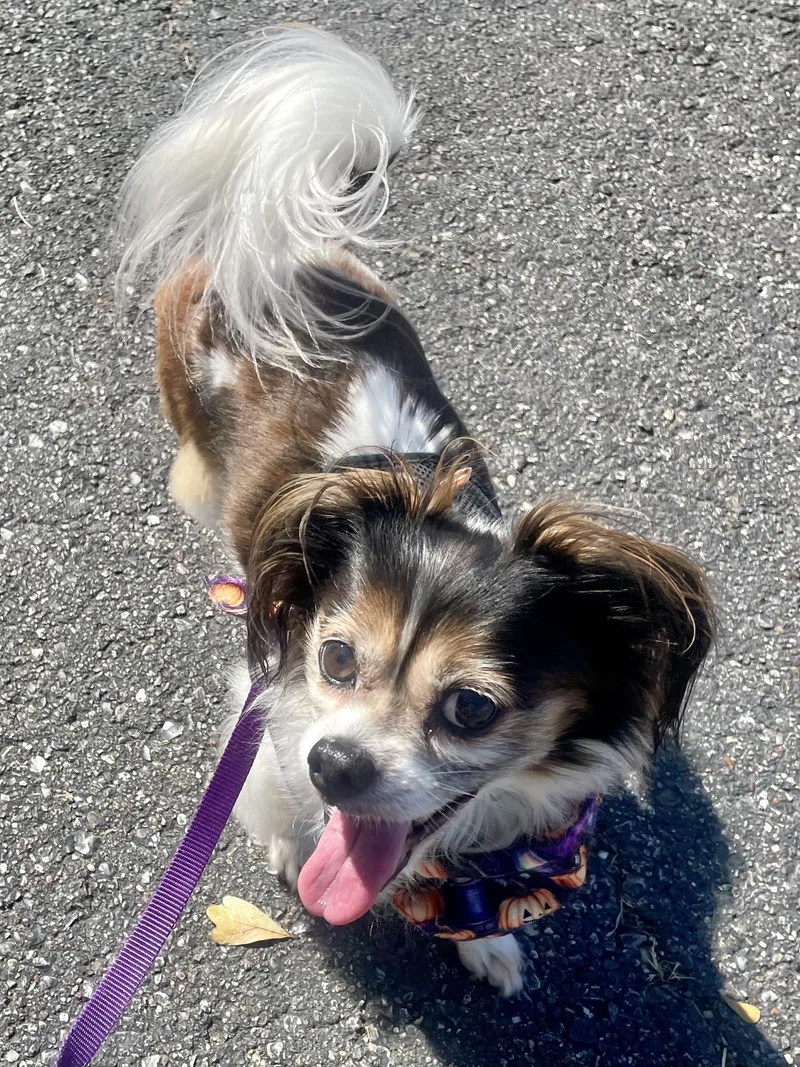 Lucy in Texarkana TX thumbnail 3