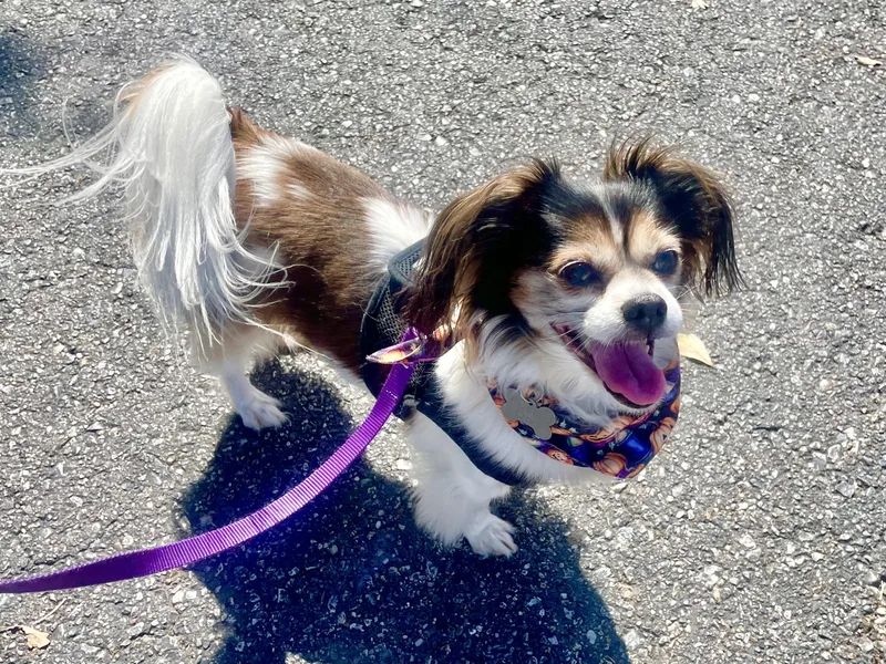 Lucy in Texarkana TX thumbnail 4