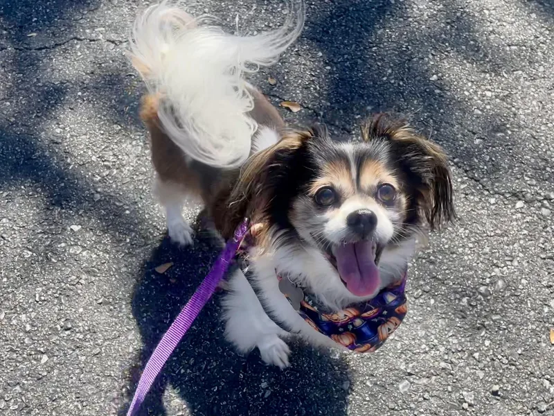 Lucy in Texarkana TX thumbnail 5