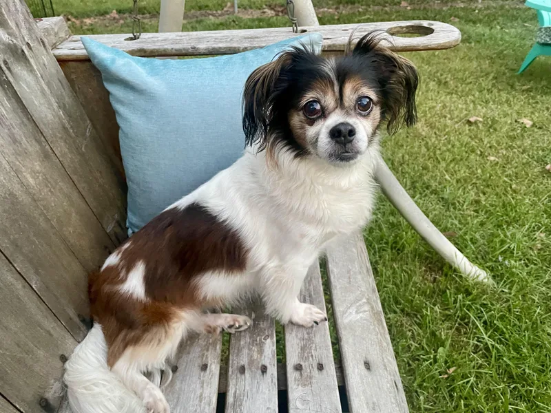Lucy in Texarkana TX thumbnail 6