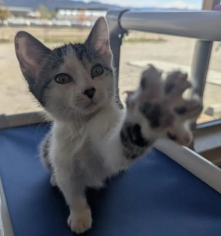 A young medium-sized female Domestic Short Hair cat named Sleepy for adoption in Buena Vista, CO
