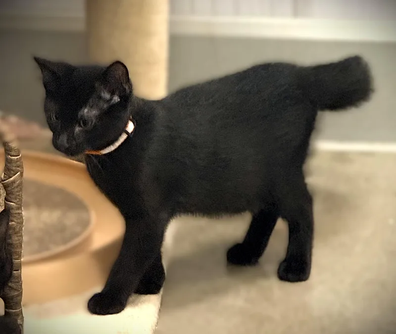 A baby small-sized male Black Domestic Short Hair cat named Fester for adoption in Mankato, MN