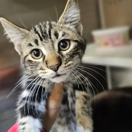 A young medium-sized male Domestic Short Hair cat named Denton for adoption in Kansas City, MO