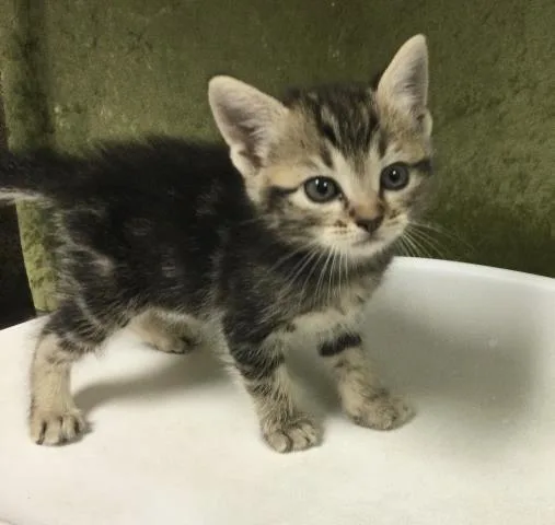 A baby small-sized male Domestic Short Hair cat named Mic for adoption in Riverside, CA