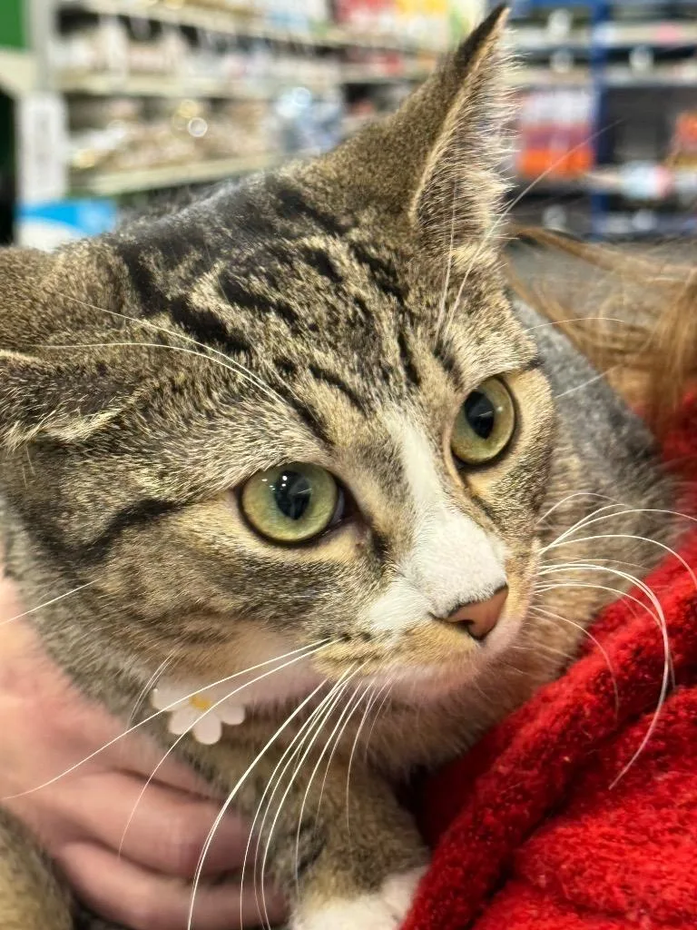 Scarlet Bonded With Riley thumbnail 3