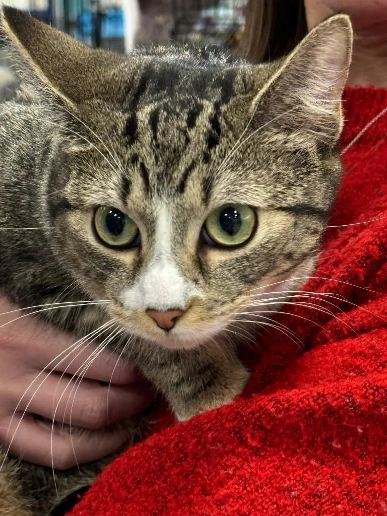 Scarlet Bonded With Riley thumbnail 4