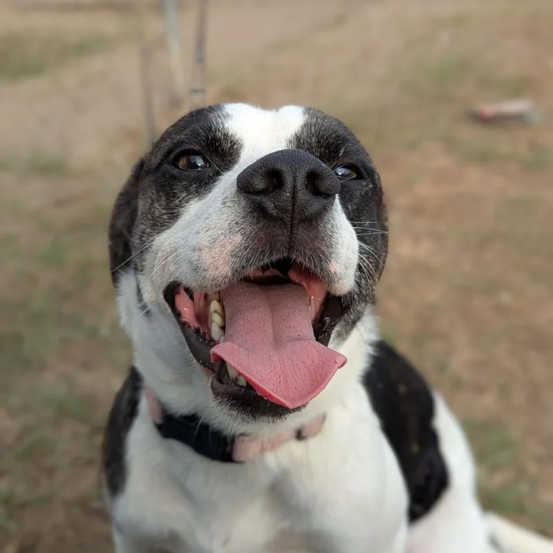 This Is Sparta! thumbnail 2