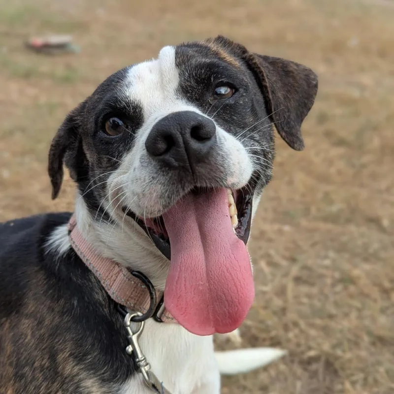 This Is Sparta! thumbnail 4