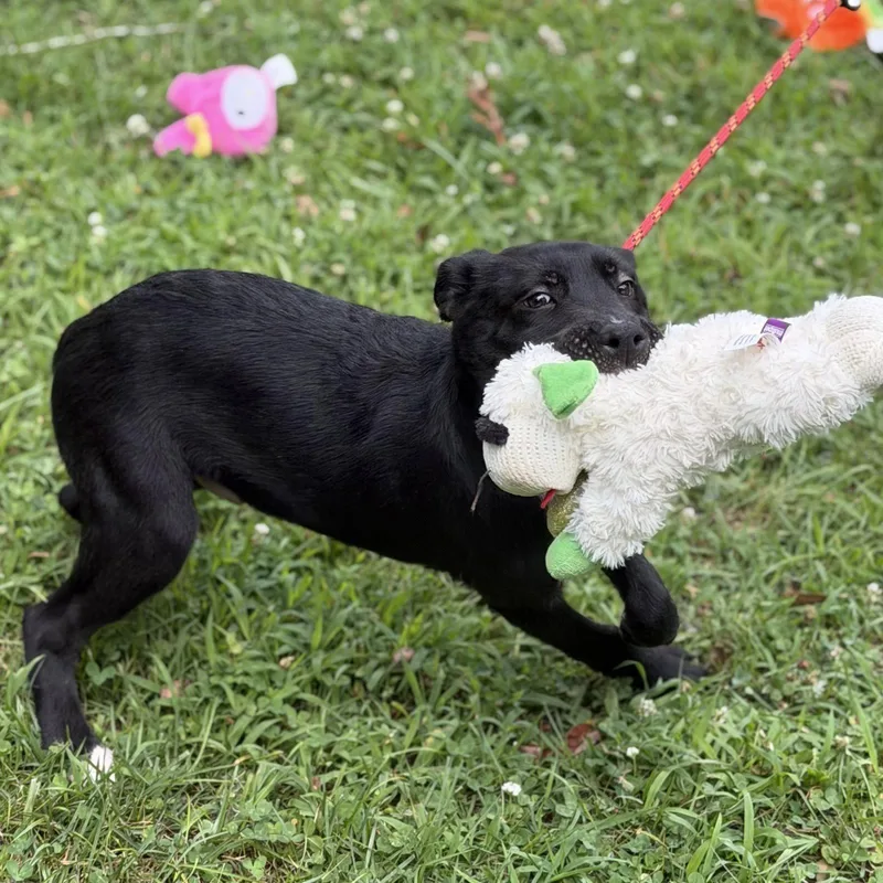 A baby medium-sized male Black Labrador Retriever dog named Ben for adoption in Locust Fork, AL