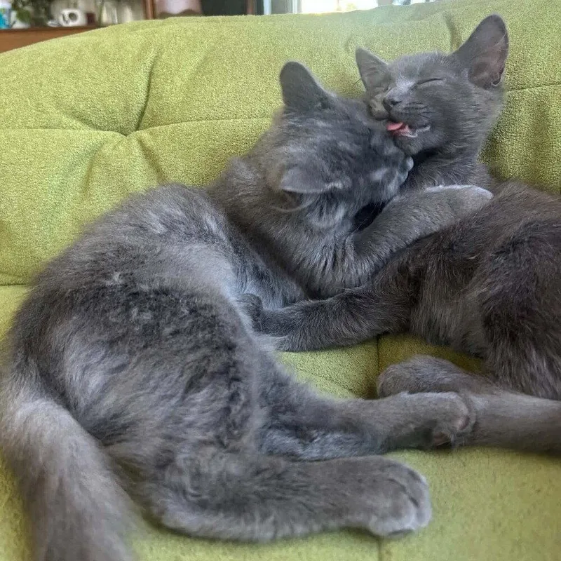 A baby medium-sized female Gray / Blue / Silver Domestic Medium Hair cat named Martina for adoption in Candler, NC
