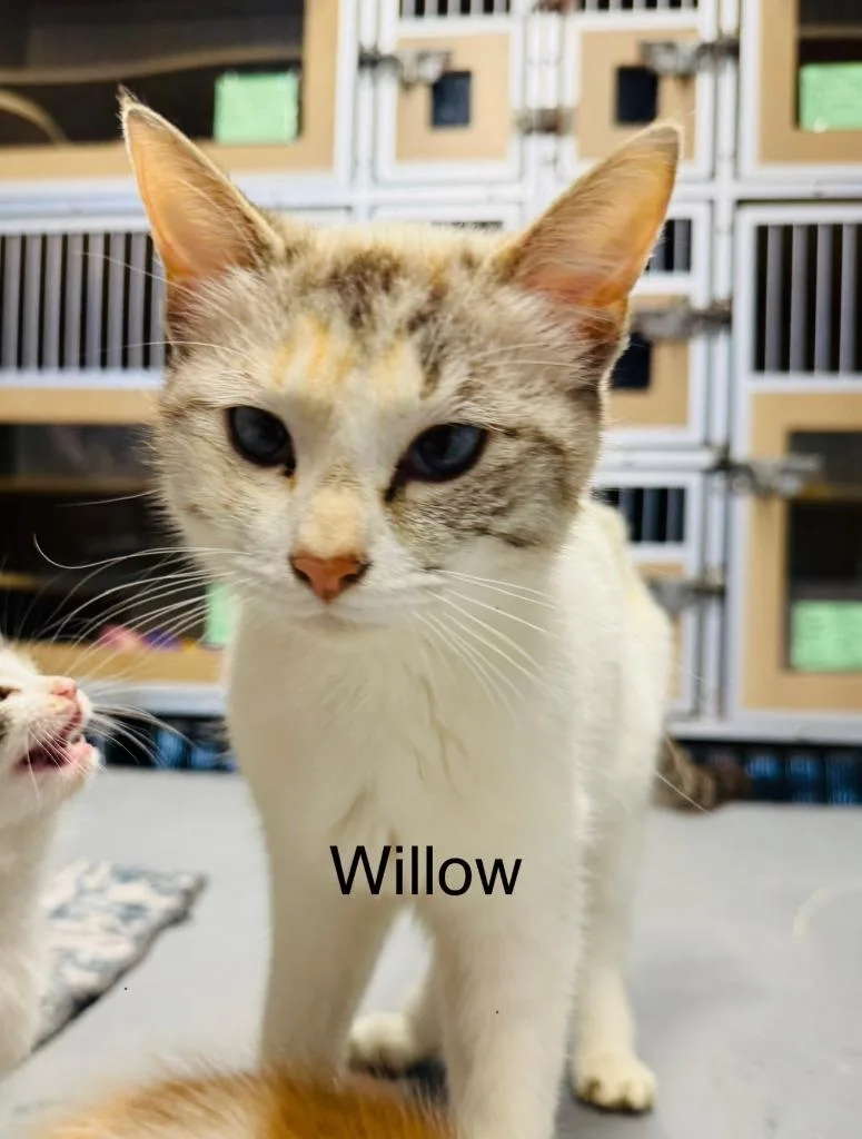 A young medium-sized female Domestic Short Hair cat named Willow for adoption in Fayetteville, TN