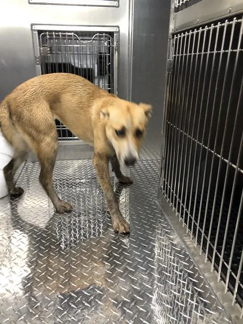 A young large-sized female Mixed Breed dog named Foxy for adoption in Dallas, TX