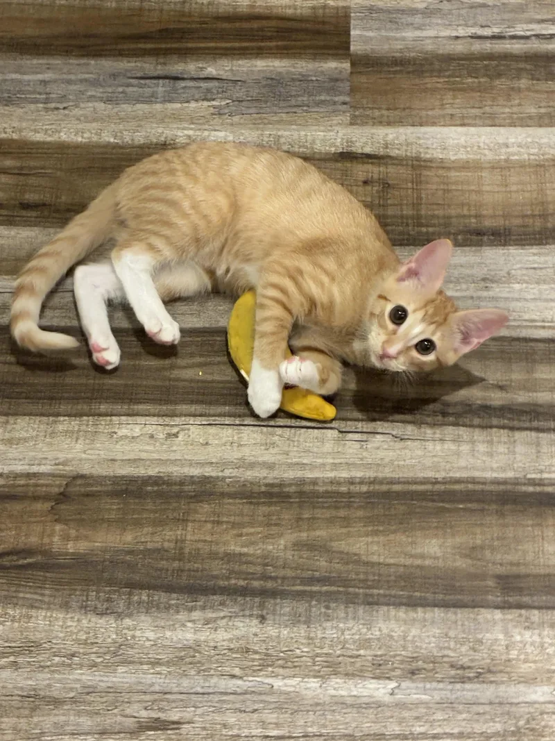 A baby medium-sized male Tabby (Orange / Red) Domestic Short Hair cat named Frankie for adoption in Statesboro, GA
