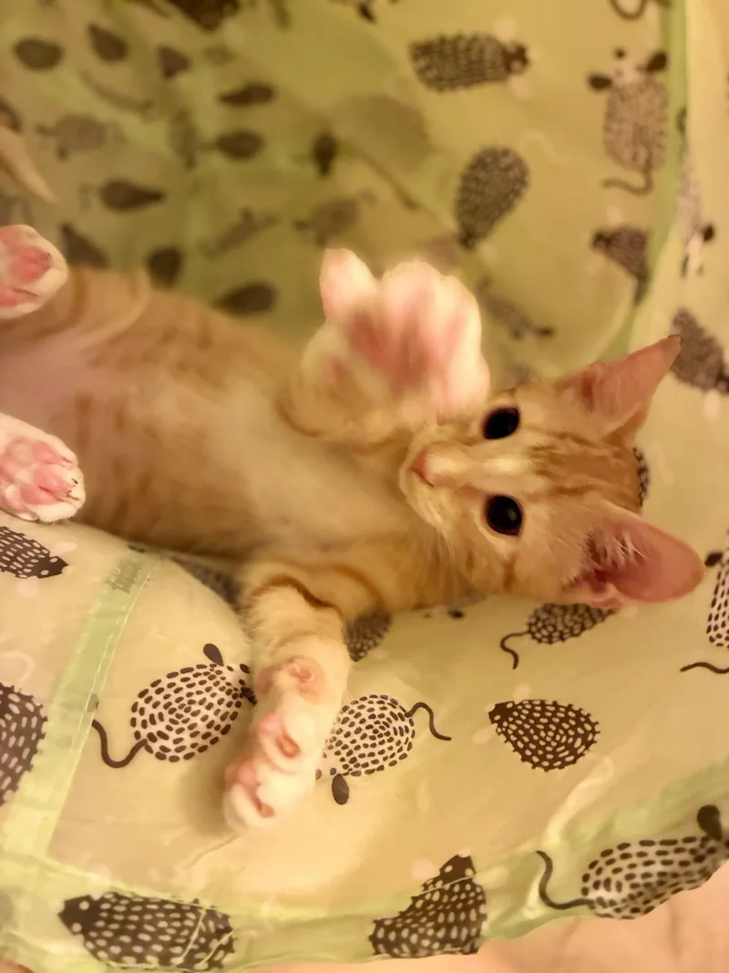 Frankie thumbnail 2