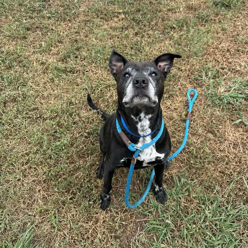 A senior medium-sized male Black Mixed Breed dog named Black Wills for adoption in Chattanooga, TN